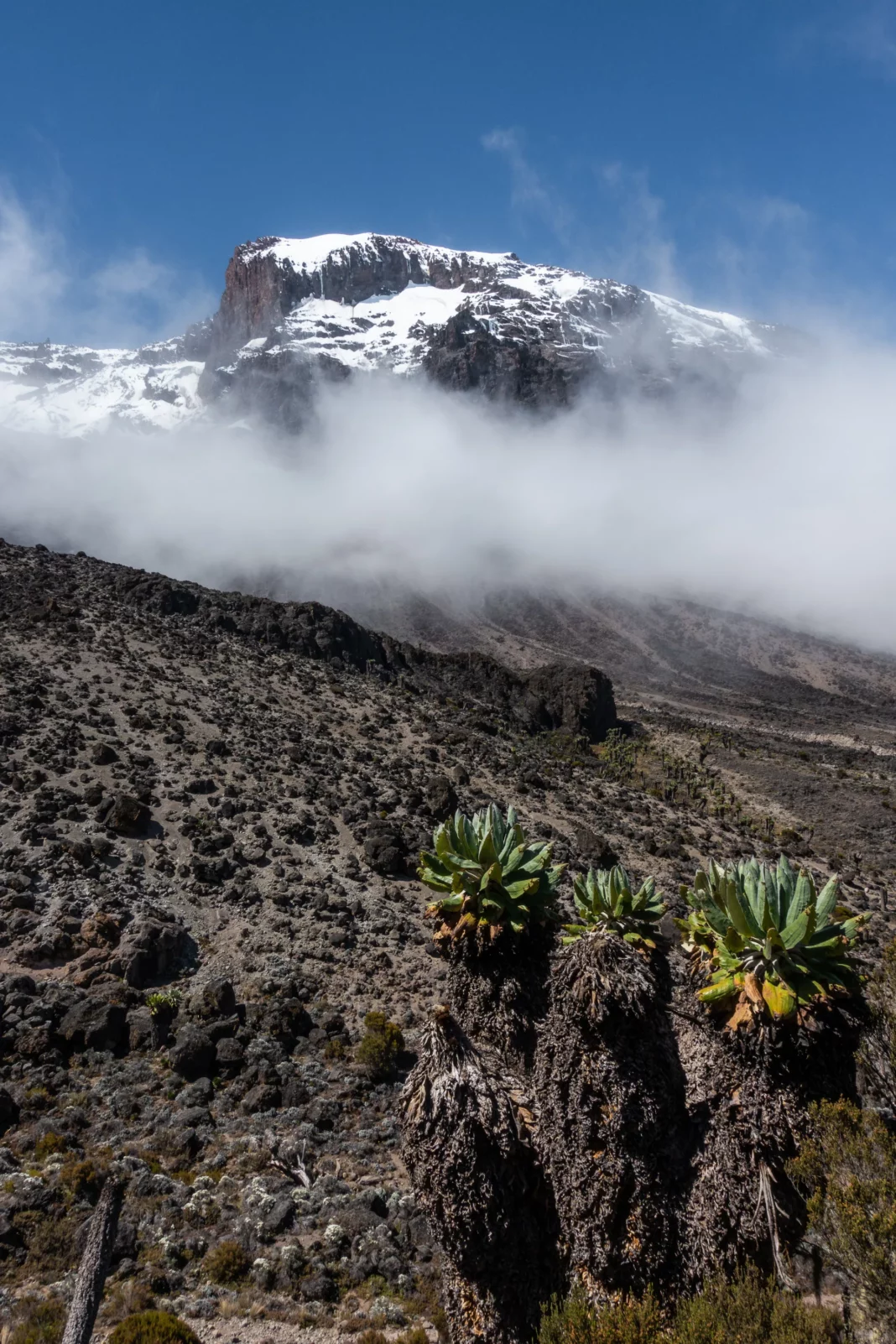 Interessante Pflanzen am Kilimanjaro