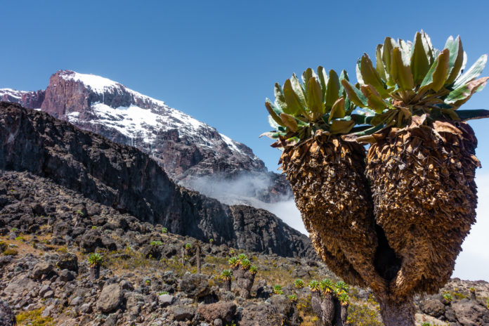 Interessante Pflanzen am Kilimanjaro