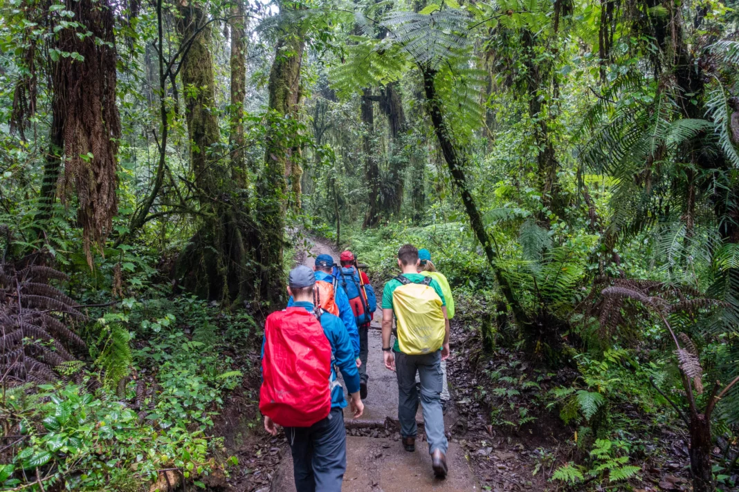 Vom Machame Gate geht es zunächst durch den Dschungel