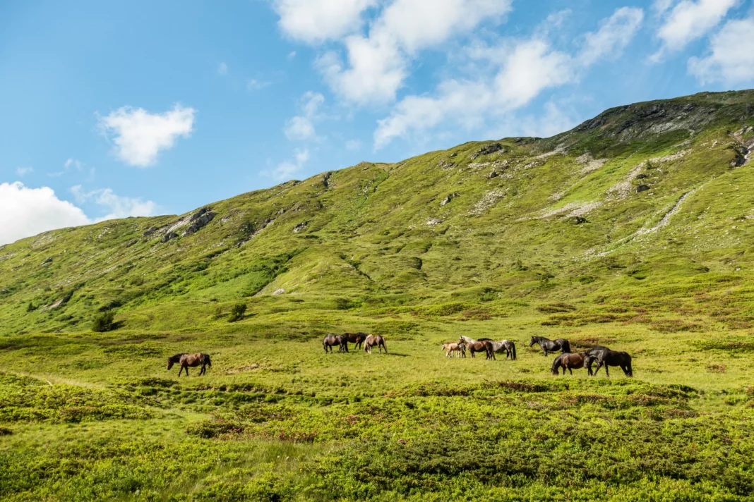 Tierische Begleiter im Weißenbachtal