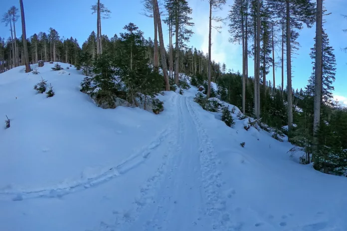 Skitour durch den Wald auf den Graukogel