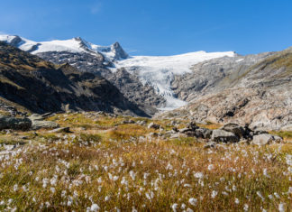 Wollgrasfeld mit Schlatenkees im Hintergrund entlang des Gletscherweg Innergschlöß