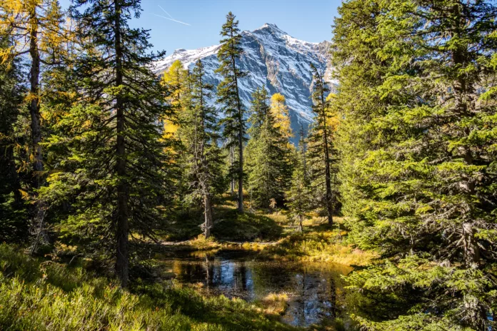 Rauriser Urwald mit Tümpel und Hocharn