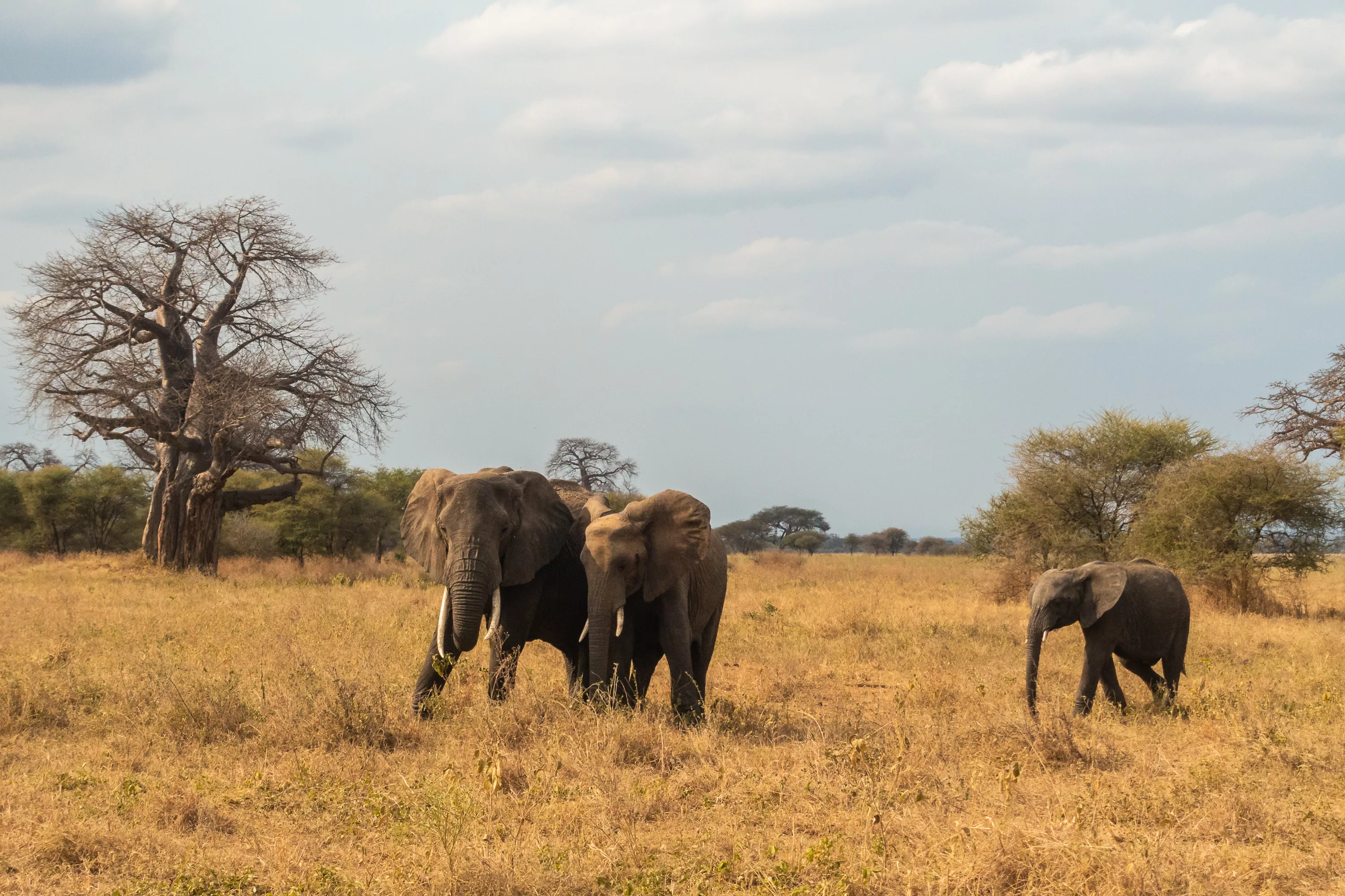 Afrikanische Safari Landschaftsmalerei