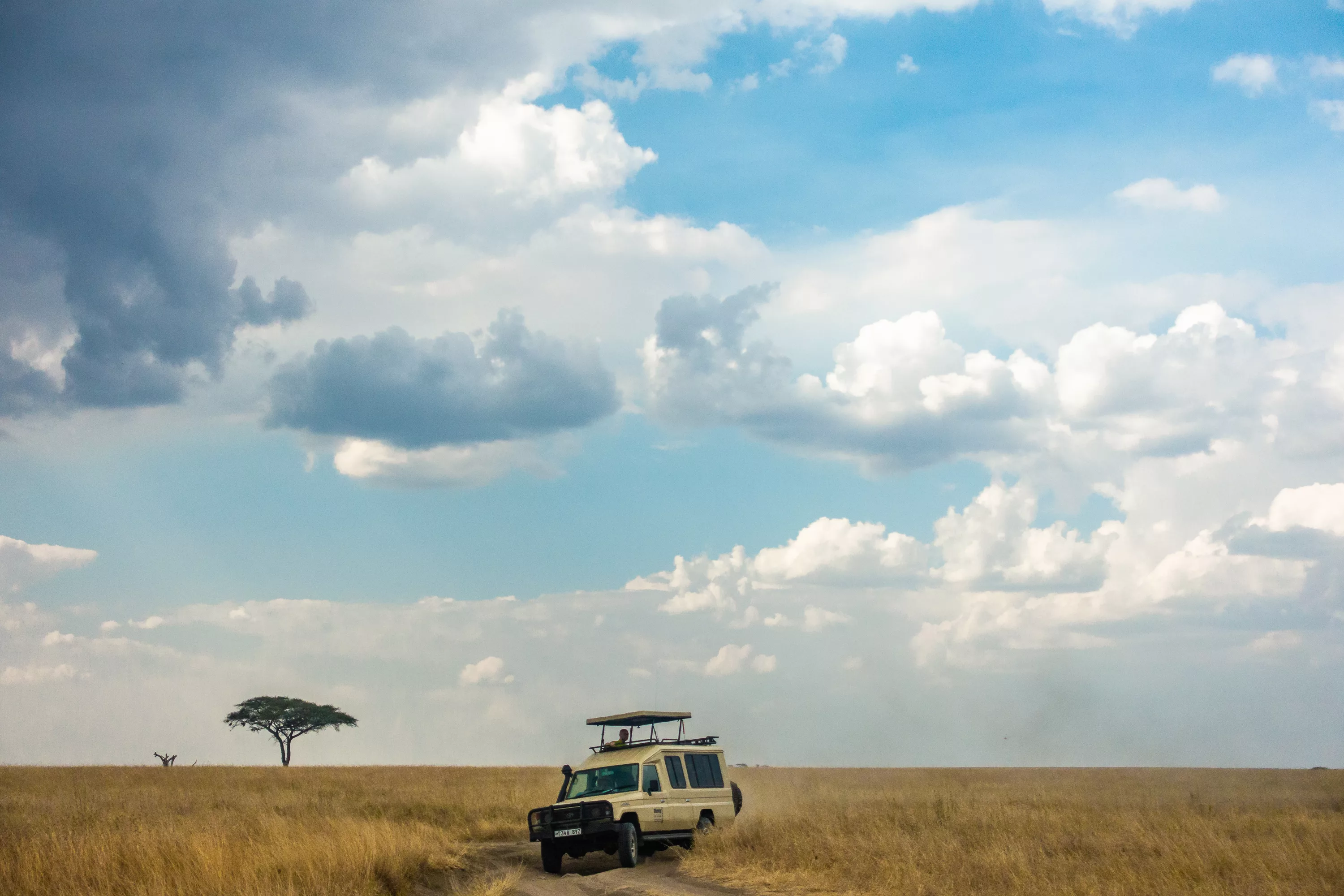 Afrikanische Safari Landschaftsmalerei