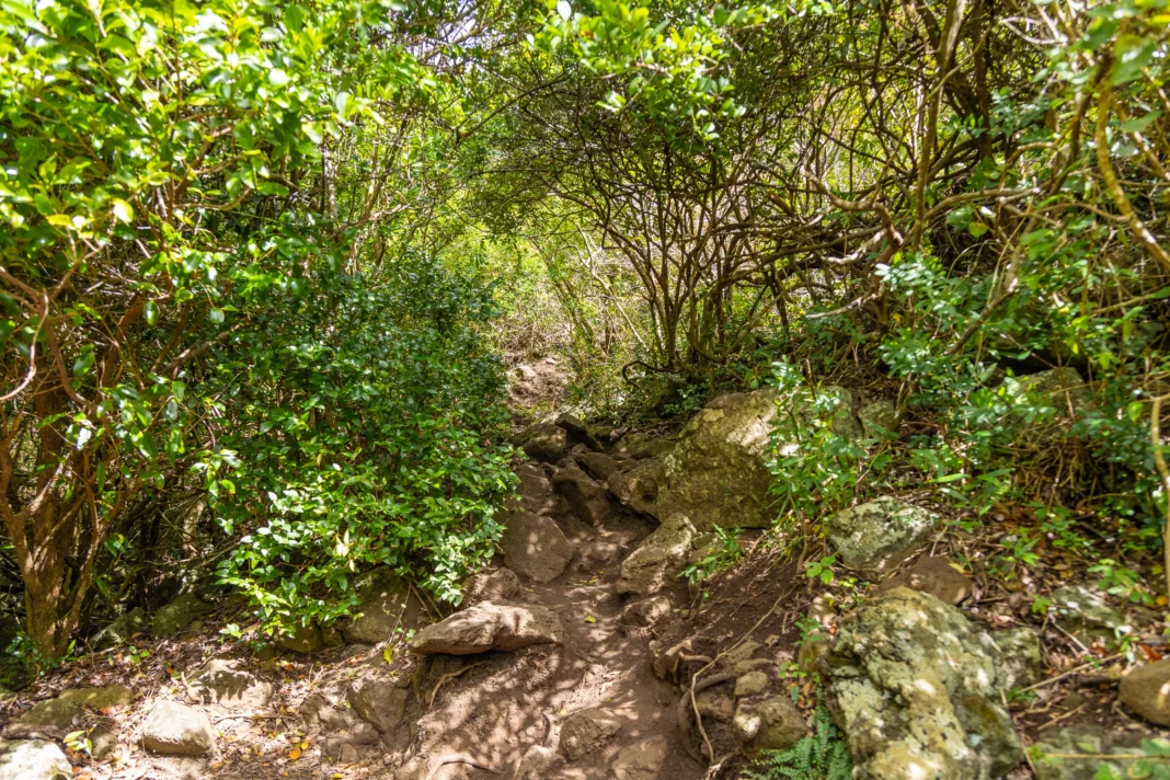 Weiter oben wird der Weg zum Pfad und nimmt an Steilheit zu