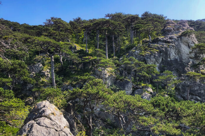 Mödlinger Klettersteig nahe Wien