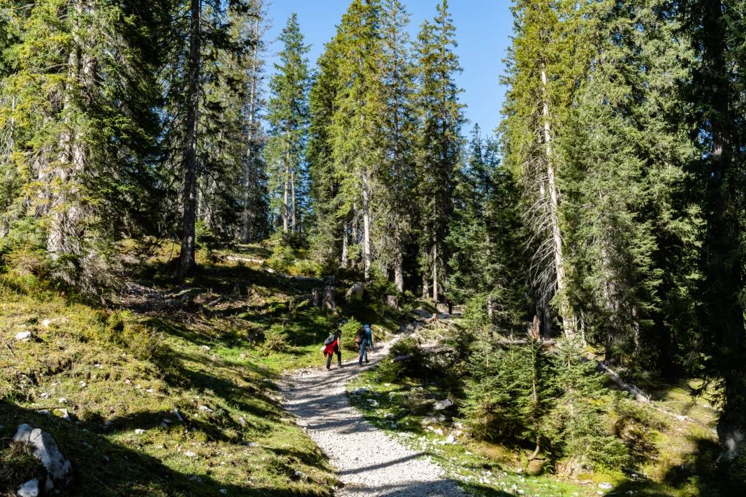 Der familienfreundliche Wanderweg führt durch einen wunderschönen Wald