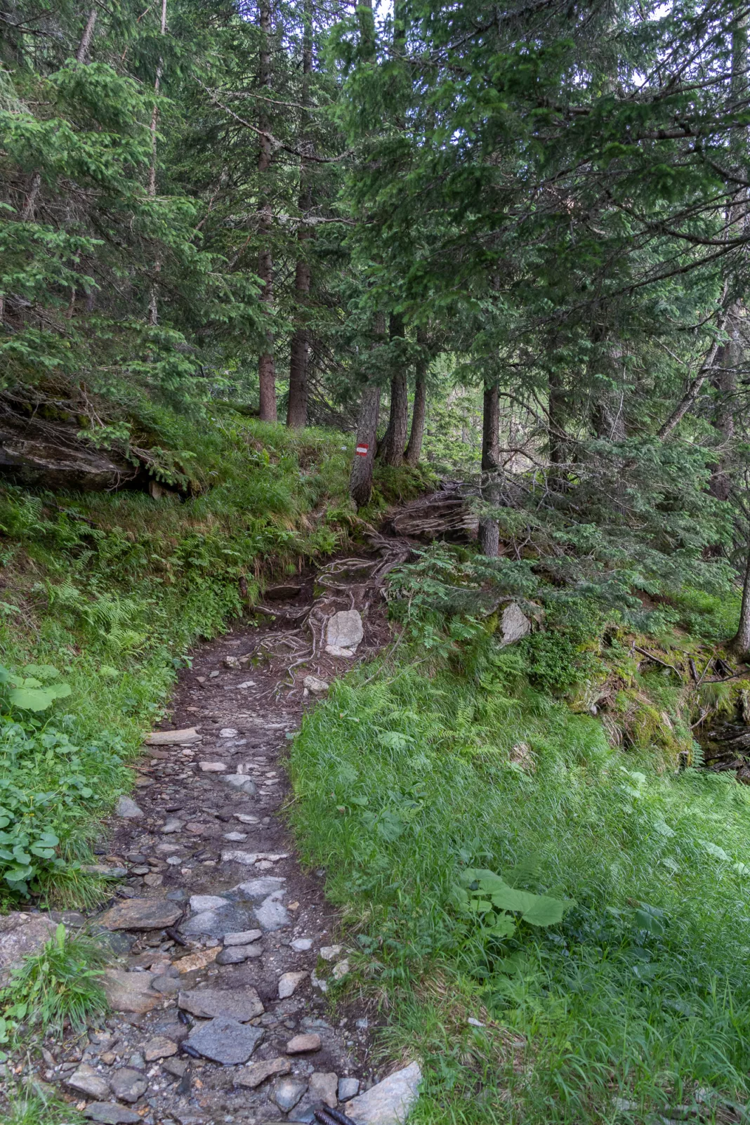 Wanderweg vom Naturfreundehaus zum Schutzhaus Neubau