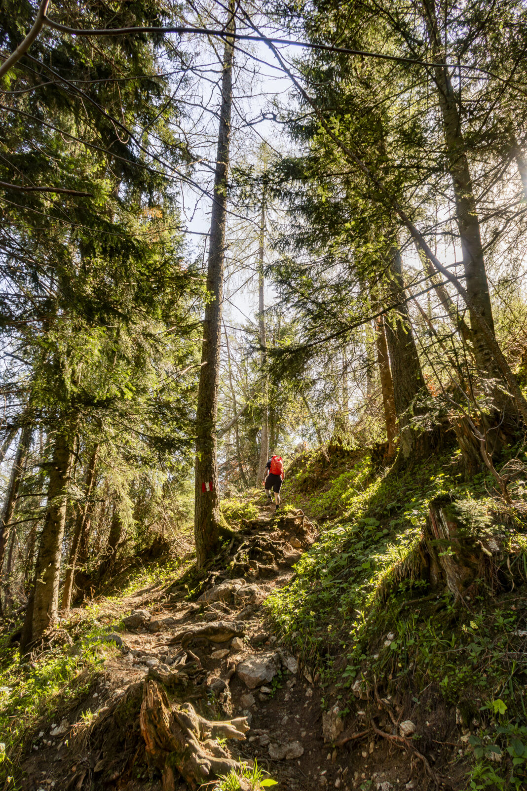 Der märchenhafte Wald auf der Bleckwand