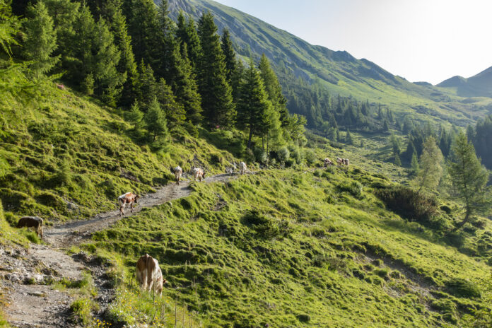 Wanderweg etwas oberhalb der Draugsteinalm