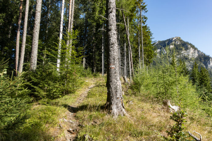 Waldweg am Grete-Klinger-Steig