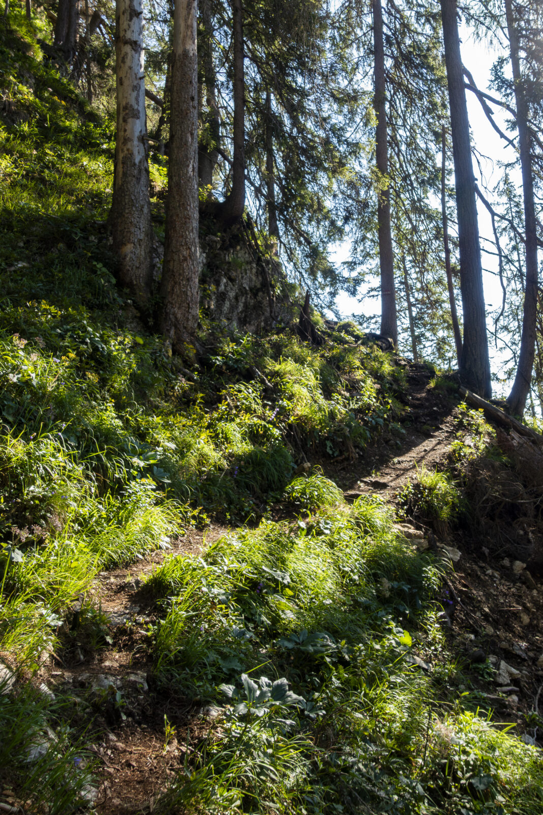 Langsam verwandelt sich der Wanderweg zu einem alpinen Pfad