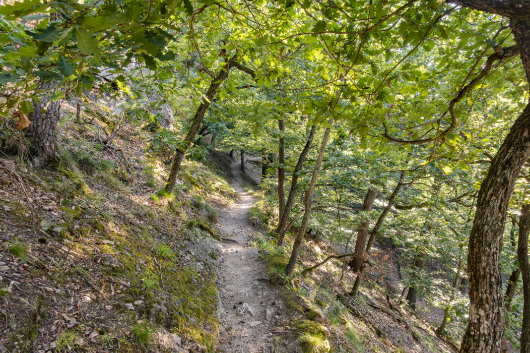 Die letzten Meter bergauf verlaufen wieder über einen gemütlichen Wanderweg