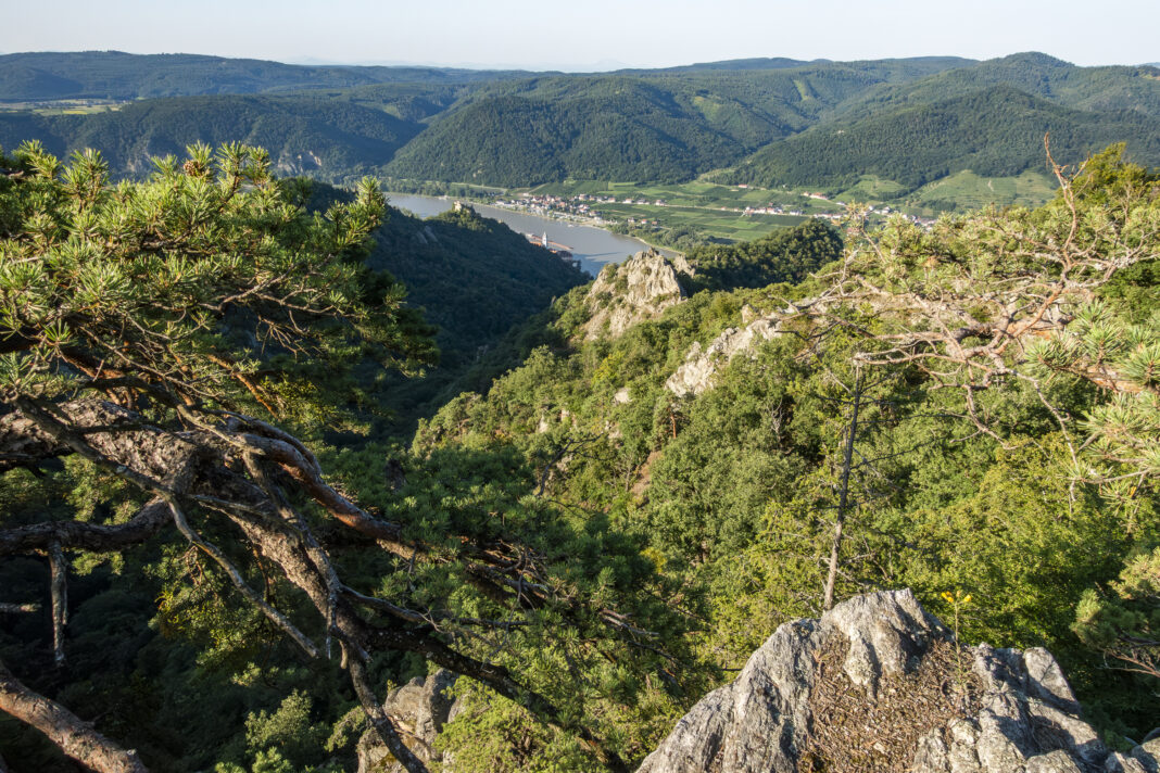 Am Wendepunkt: Blick zurück auf den Vogelbergsteig und Dürnstein