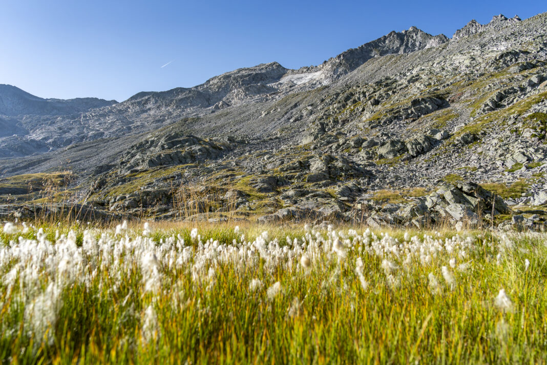 Wollgras bei den Lienlacken; im Hintergrund der letzte Gletscherrest vom Keeskogel