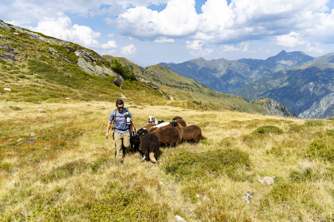 Tierische Begleiter: Diese Schafe haben uns sicher zehn Minuten verfolgt