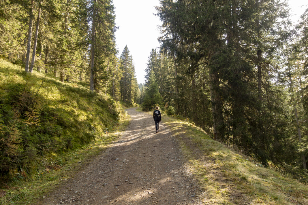 Am Anfang verläuft die Forststraße durch den Wald