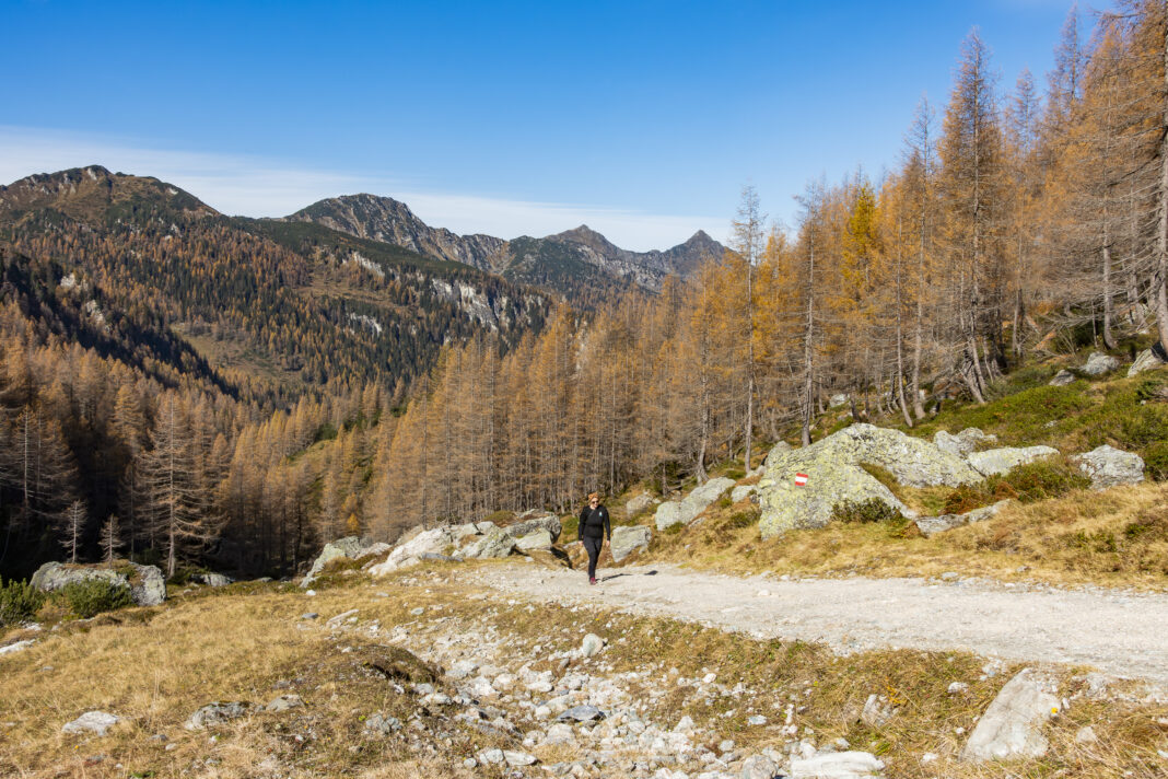 Wunderschöner Hochwald am Weg zu den Giglachseen