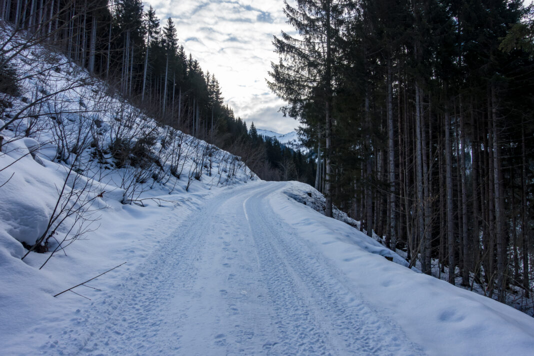 Auf der Forststraße taleinwärts