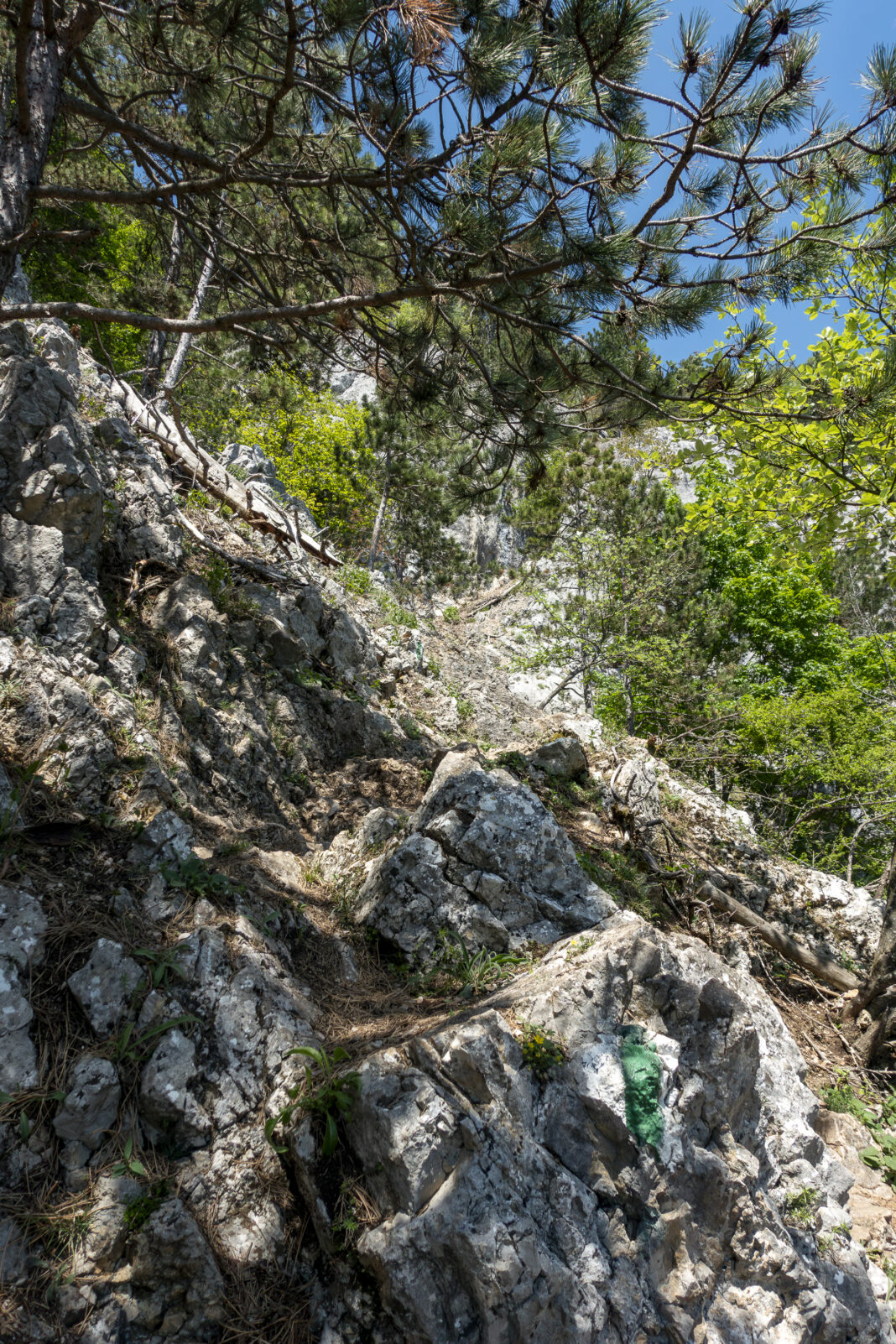Die wilde Schönheit der Hohen Wand