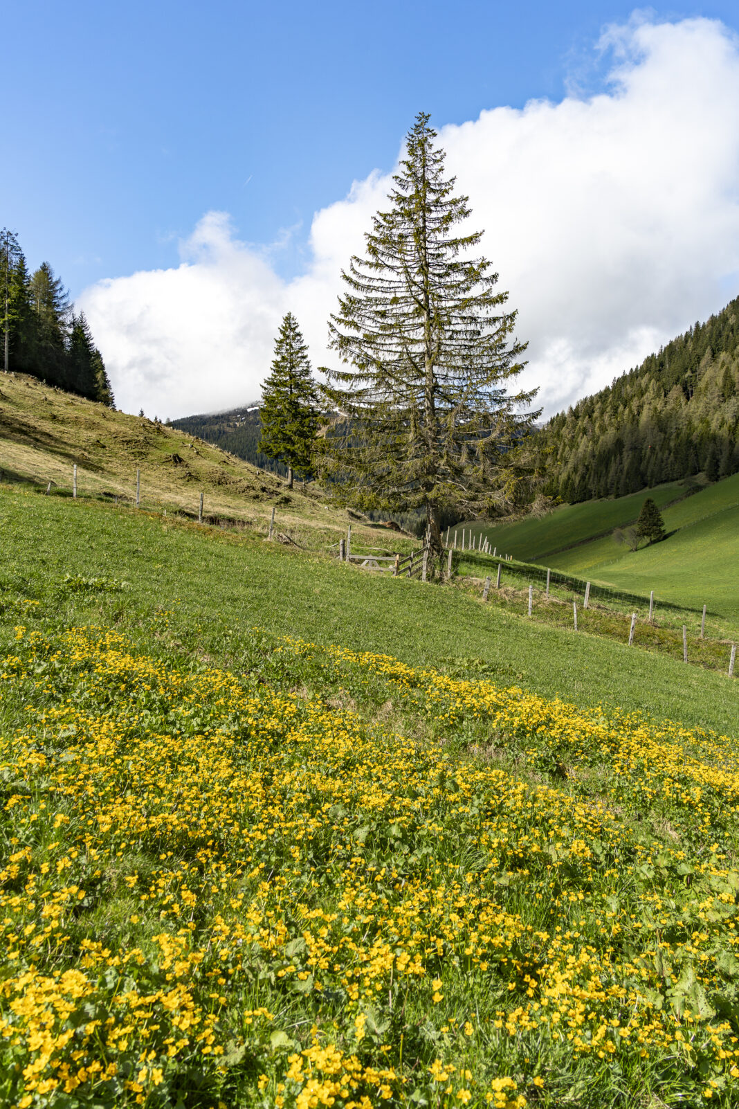 Blumenwiese am Weg auf den Padauner Kogel