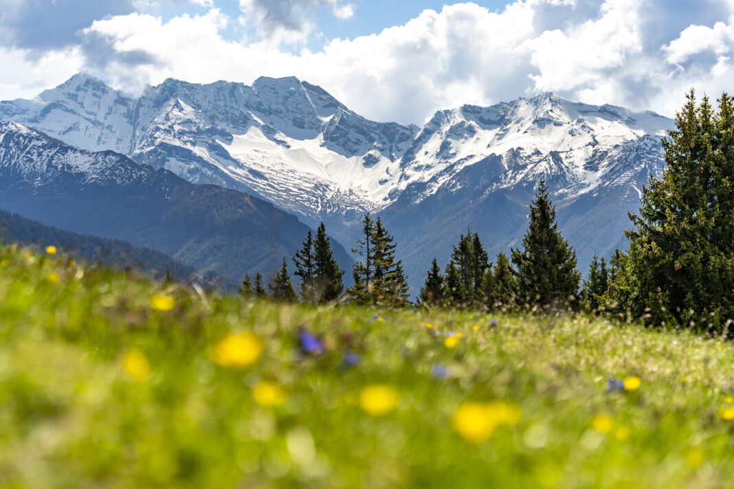 Das typische Bild im Frühling: Blumenwiesen im Vorder- und weiße Berge im Hintergrund