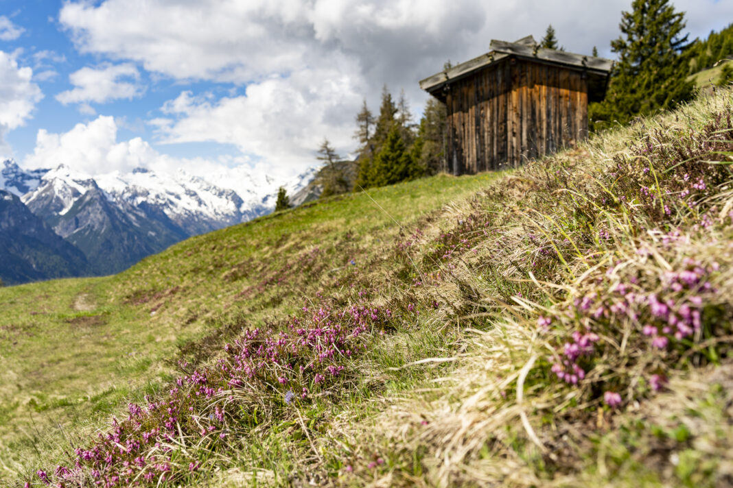 Langsam erwacht im Mai die Natur in den Bergen zum Leben