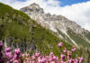 Serles mit Blumen im Vordergrund