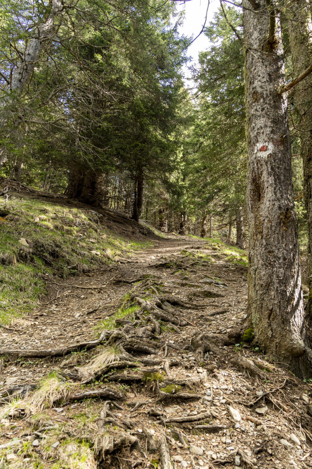 Der technisch einfache Wanderweg auf den Blaser ist immer gut markiert