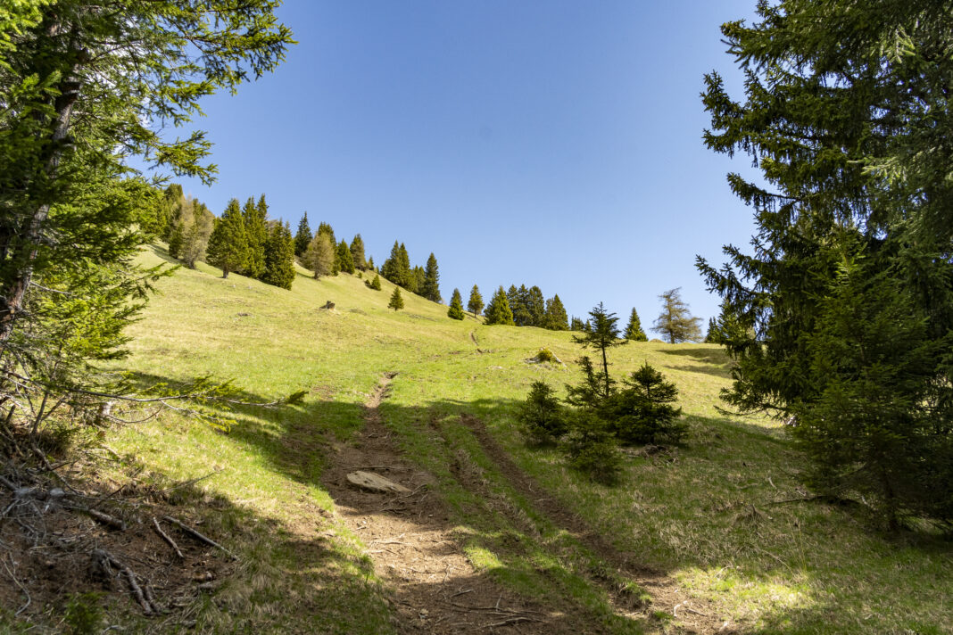 Auf rund 1.800 Metern verlässt man den Wald