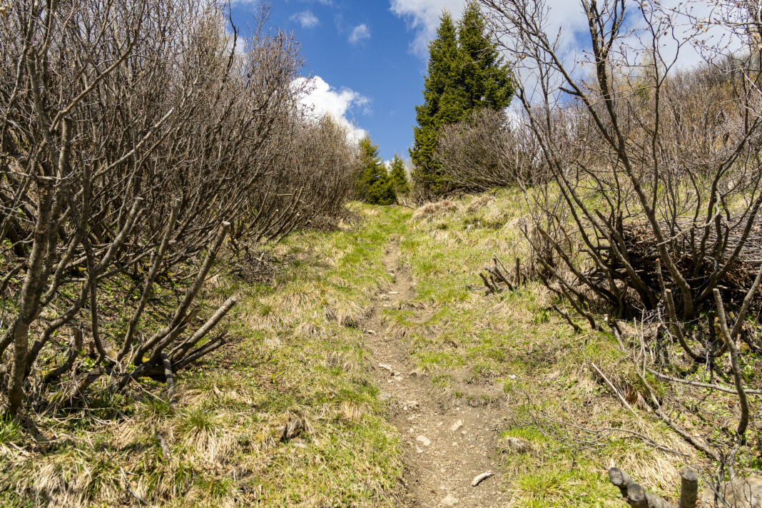 Wanderweg im oberen Bereich des Blasers