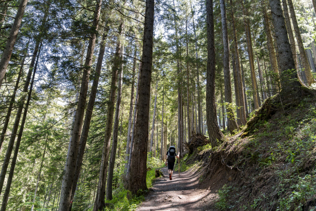 Der wunderschöne Lärchenwald am Weg zur Steinalm