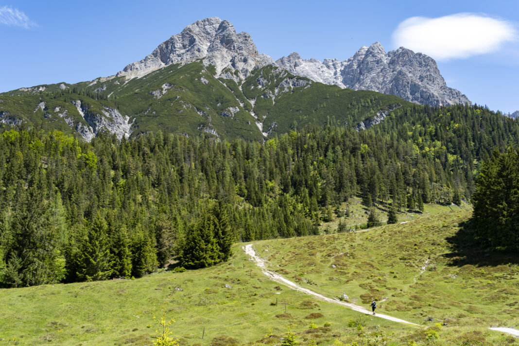 Hat man den Wald hinter sich gelassen, geht's über offene Almwiesen zur Steinalm