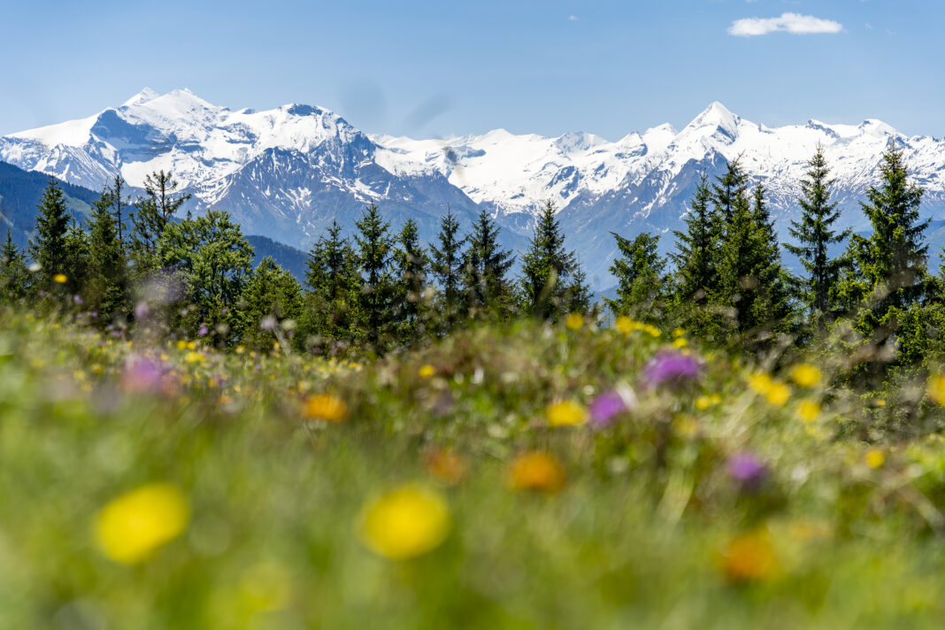 Bergfrühling, wie er nicht schöner sein könnte