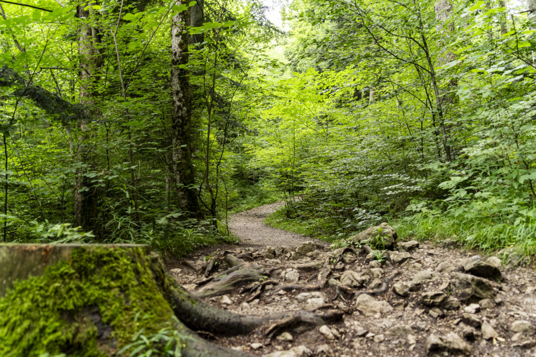 Bis zur Ruine Wartenfels ist der Weg noch einfach