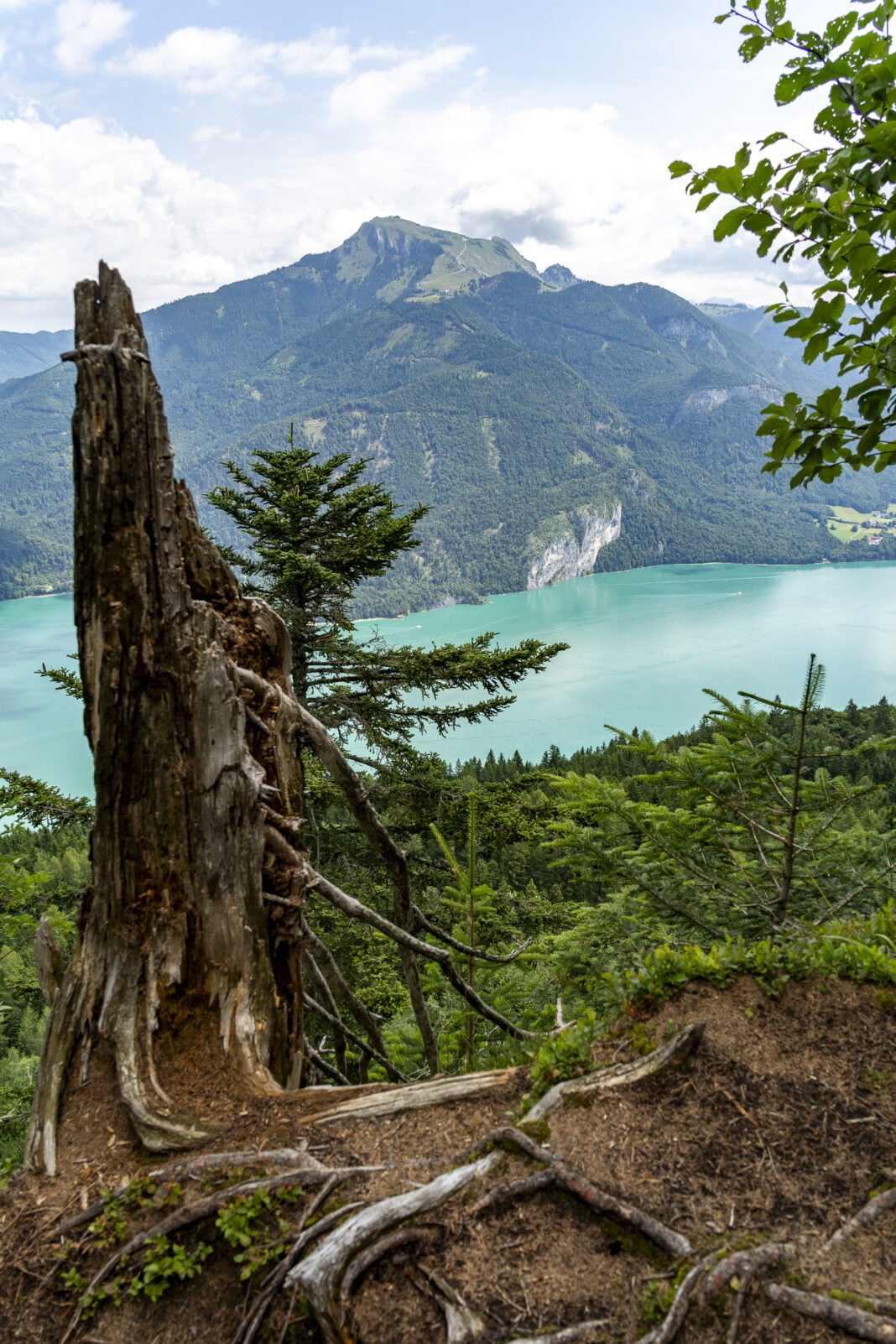 Blick vom Wanderweg aufs Zwölferhorn Richtung Schafberg