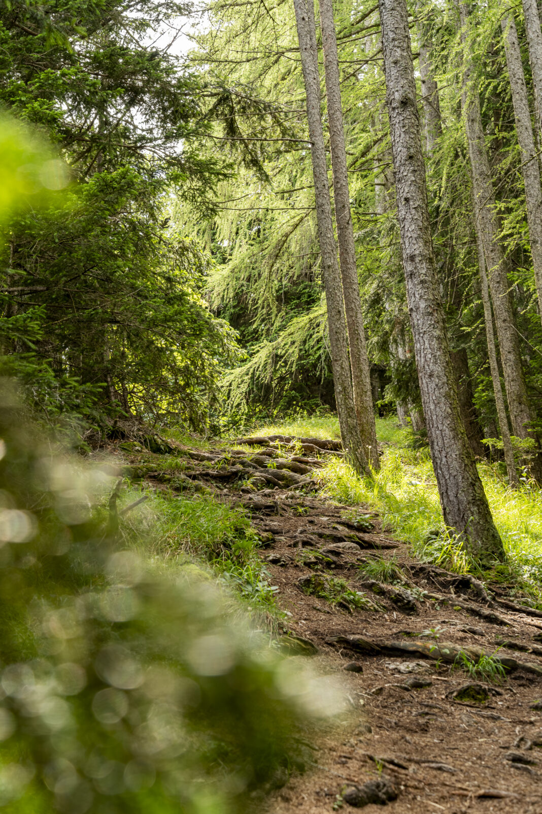 Der 4 Berge 3 Seen Trail verläuft durch den märchenhaften Wald am Zwölferhorn