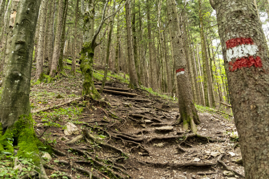 Anfangs geht es steil durch den Wald
