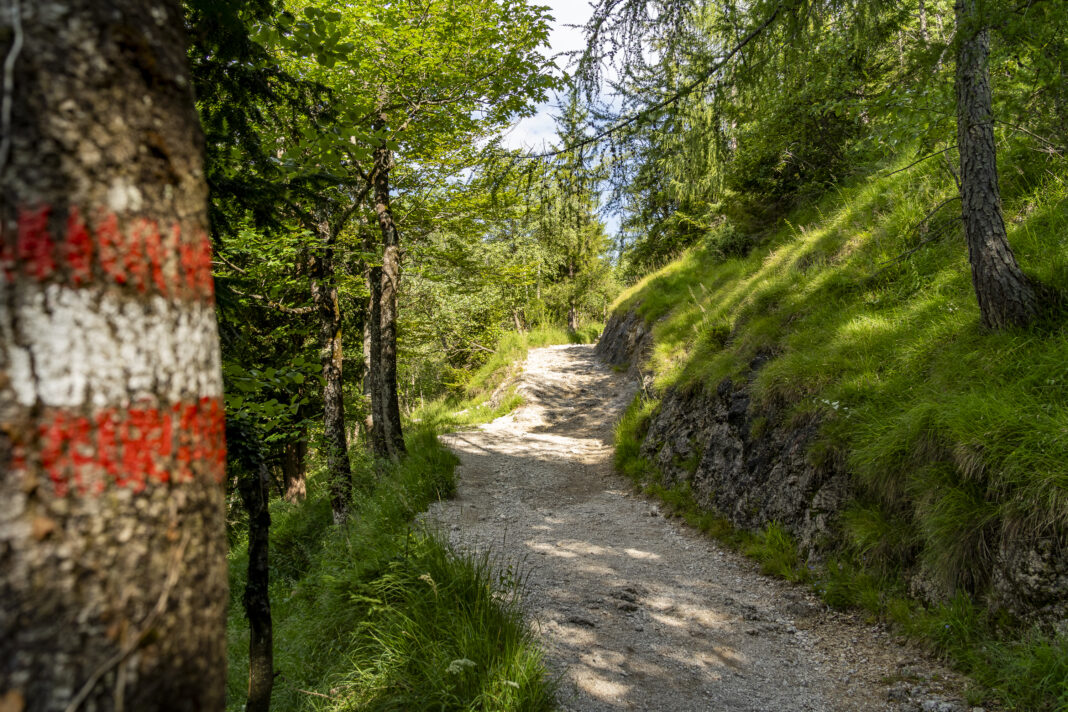Der einfache Wanderweg auf den Schafberg