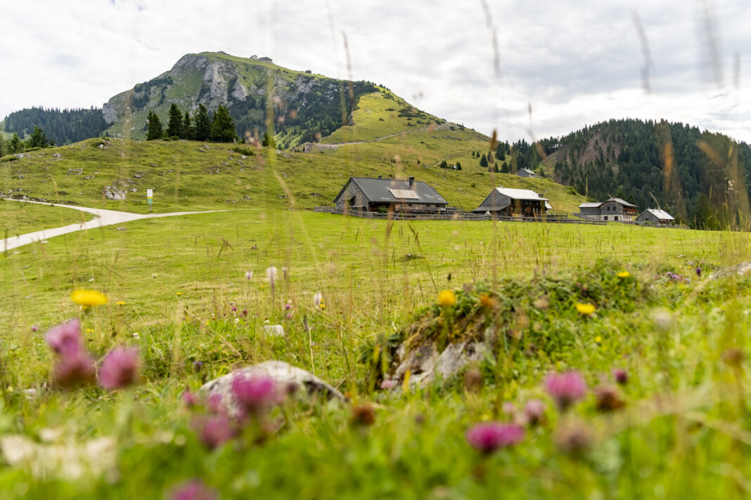 Die Schafbergalm mit dem Gipfel im Hintergrund