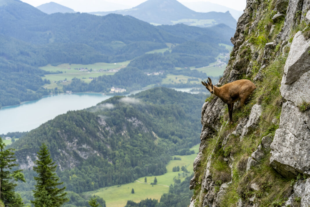 Tierische Begegnung am Schober