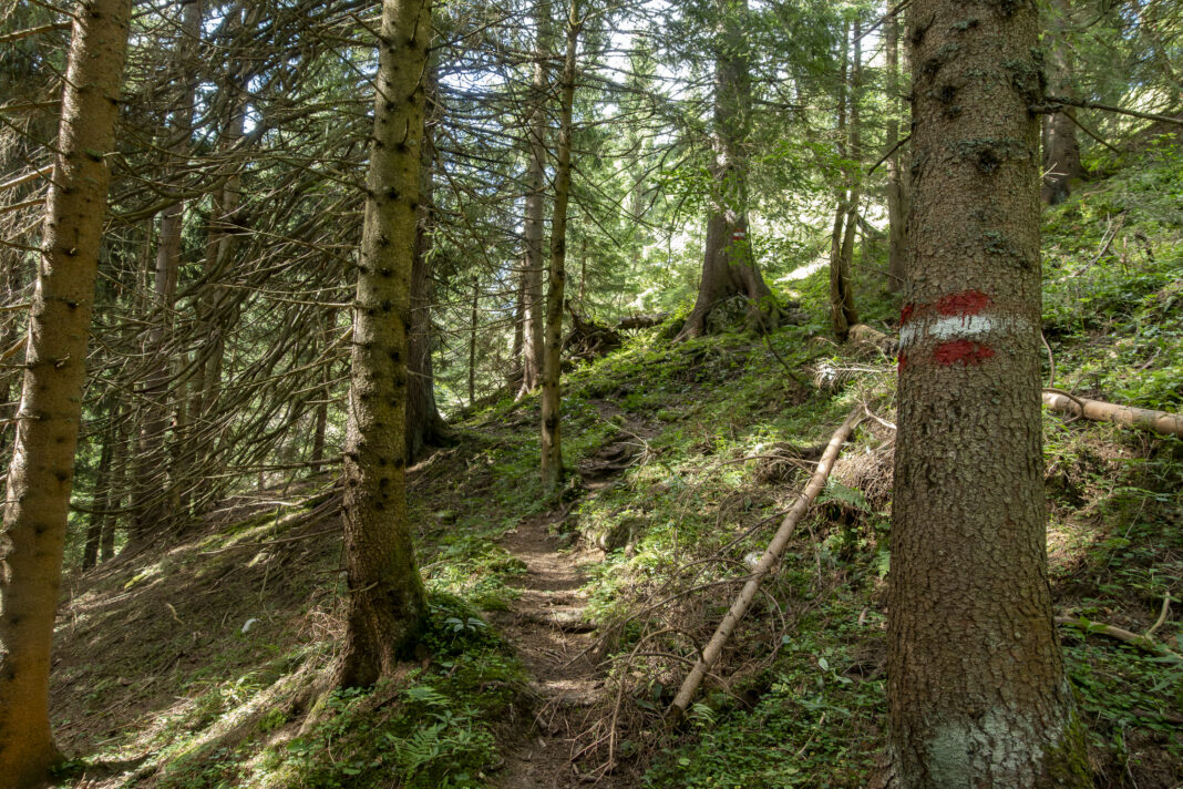 Die letzten Meter zur Sohlenalm verlaufen durch den Wald