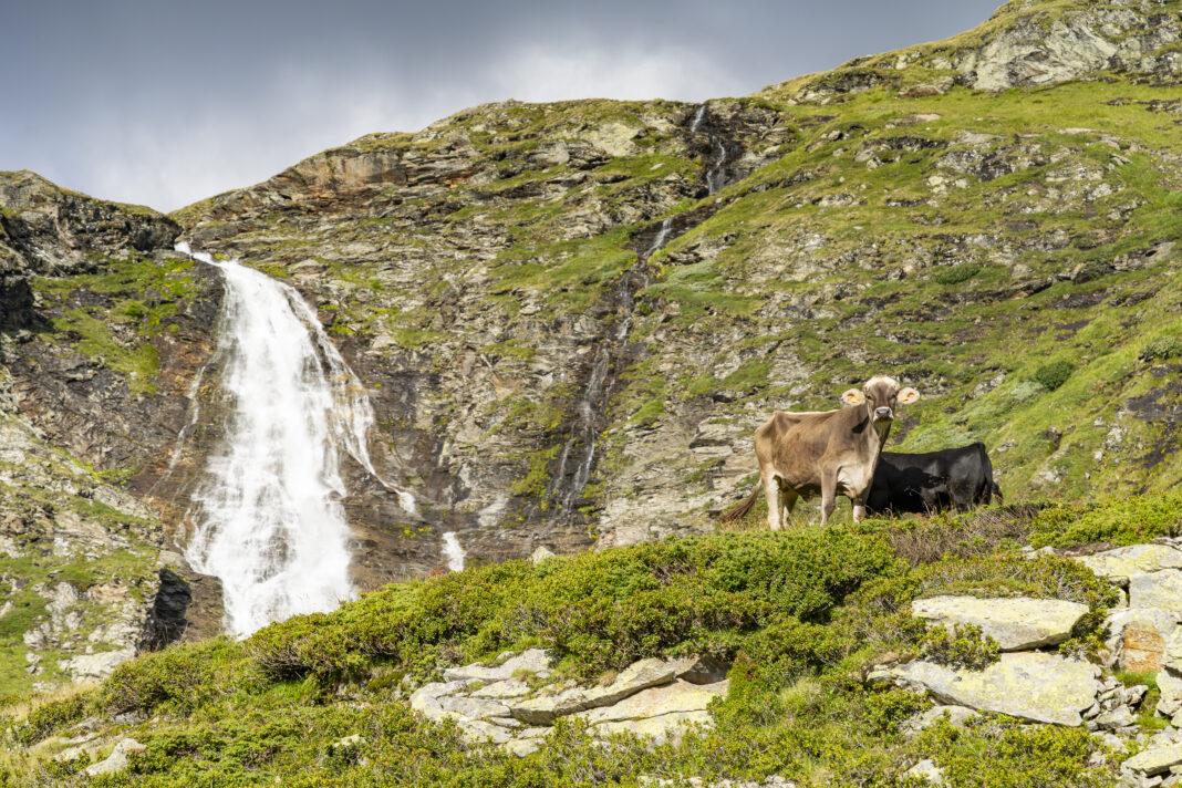 Tierische Begleitung