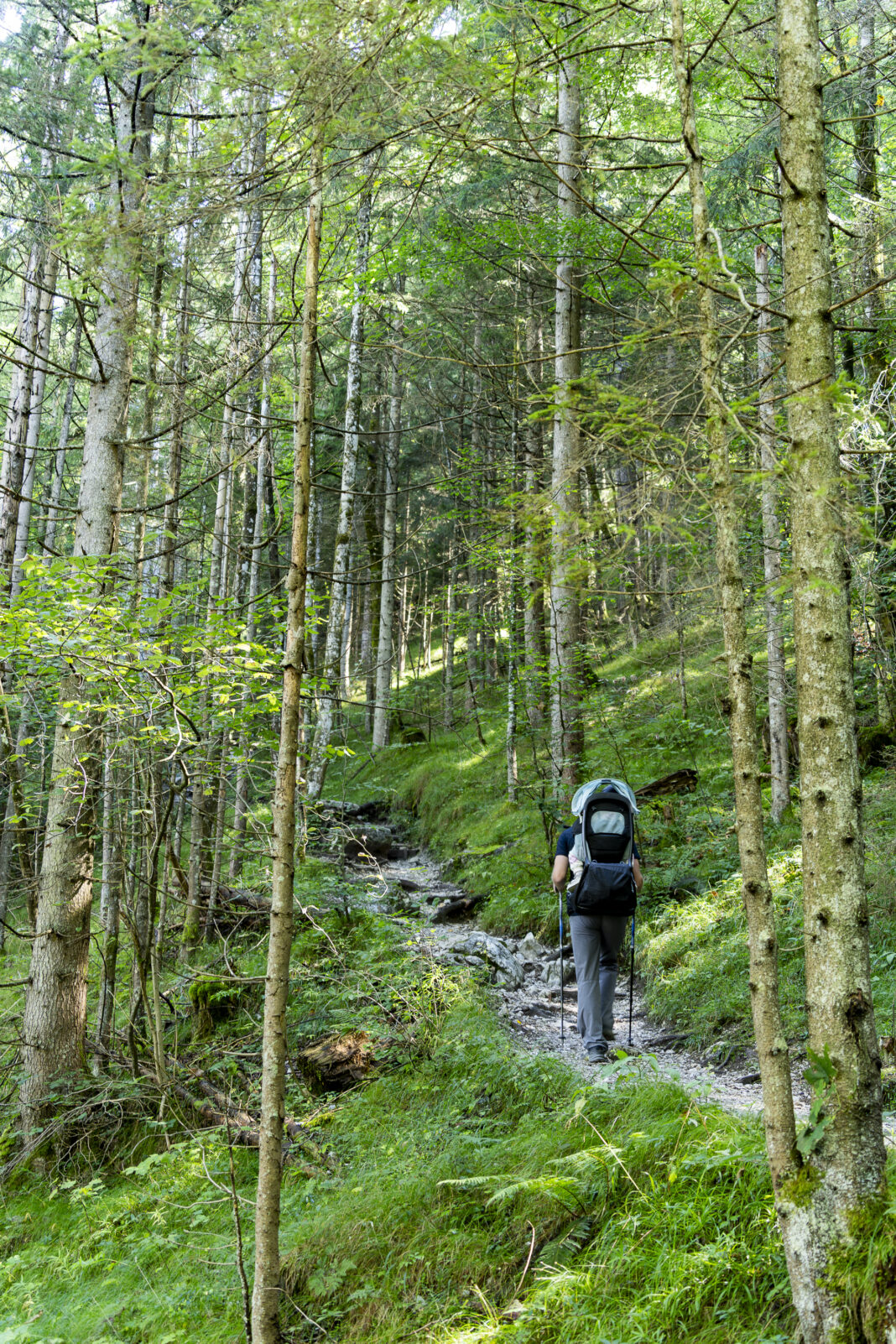Der Pfad durch den wunderschönen Wald