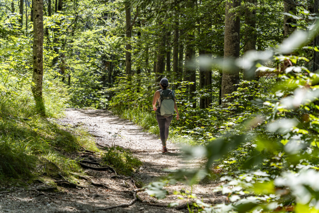 Der wunderschöne Wald zwischen Grünsteinhütte und Gipfel