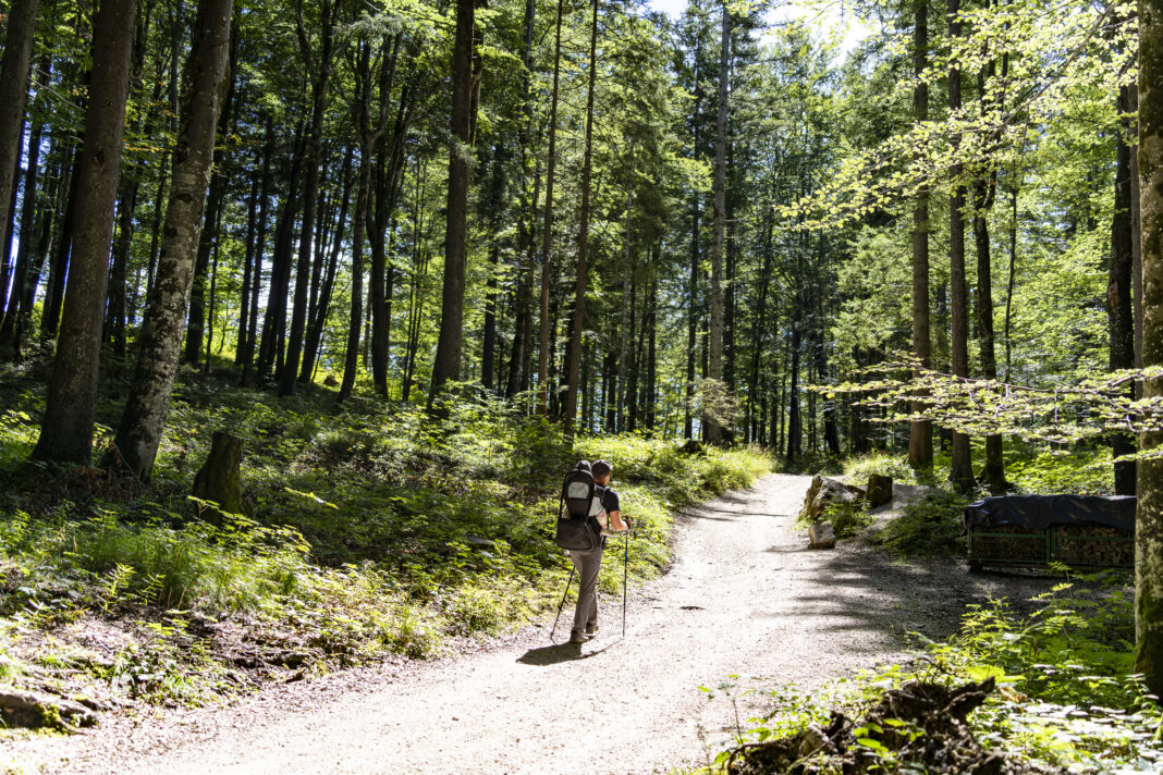 Im oberen Bereich flacht die Forststraße wieder ab