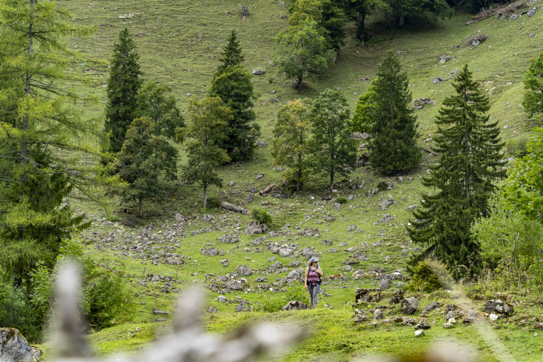 Auf der Staudacher Alm
