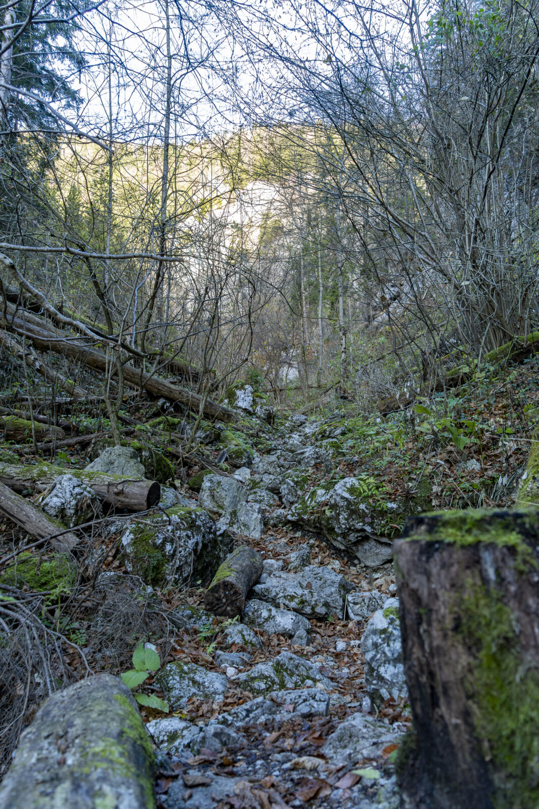Der ursprüngliche Wald im unteren Teil des Weichtals
