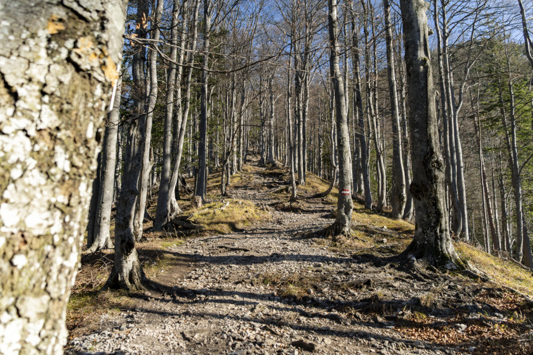 Der wunderschöne Waldweg zur Kienthalerhütte